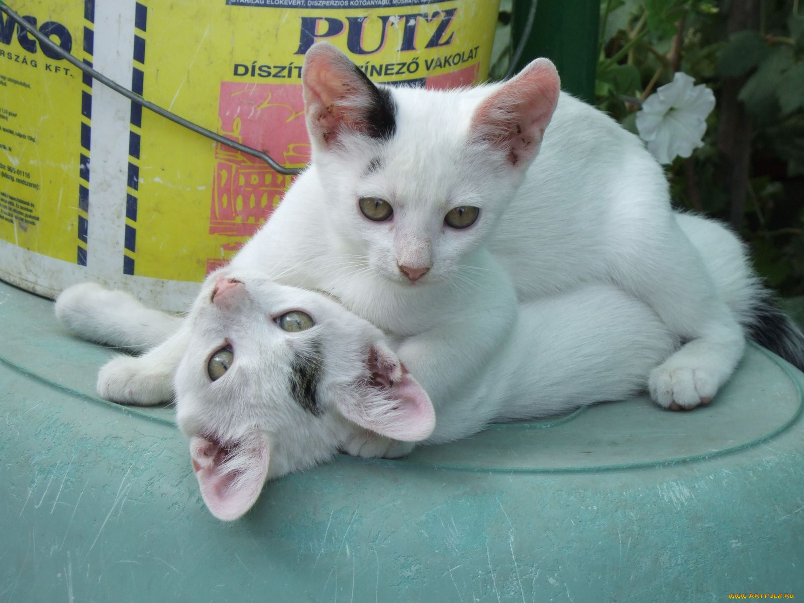 животные, коты