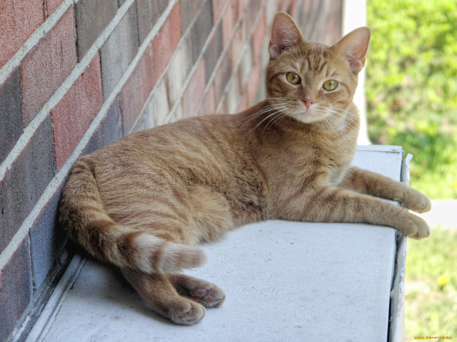 животные, коты