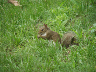 Картинка животные белки