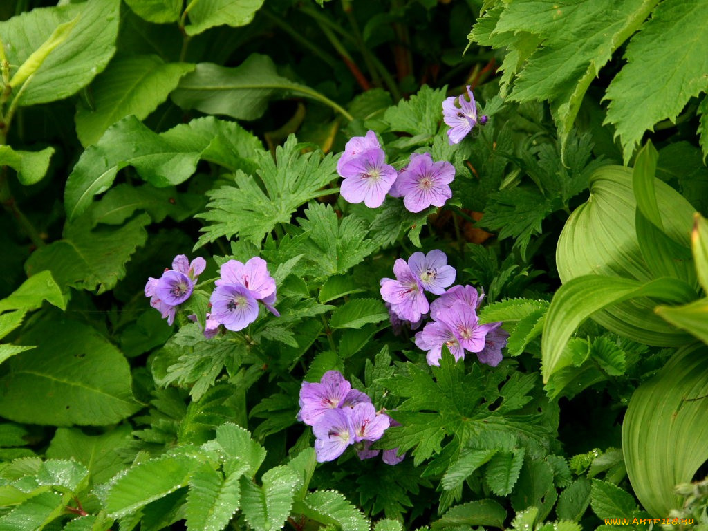 цветы, герань