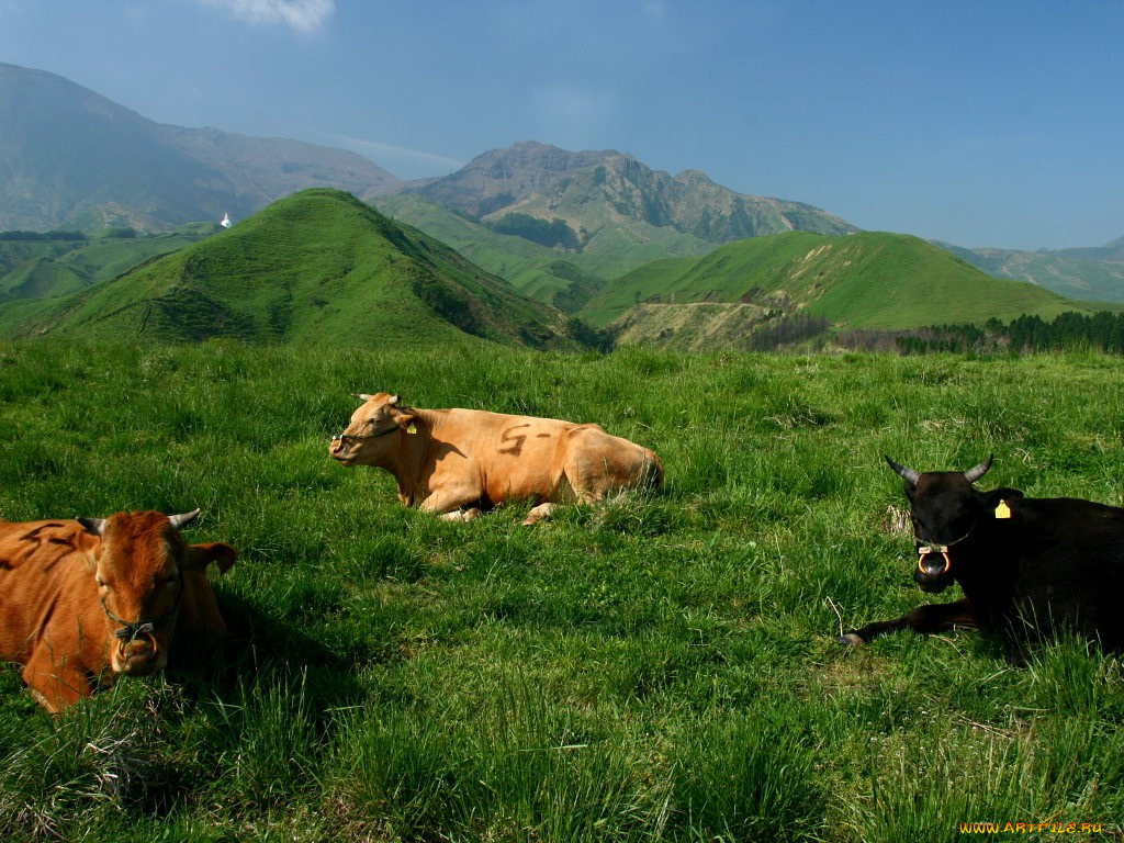 животные, коровы, буйволы