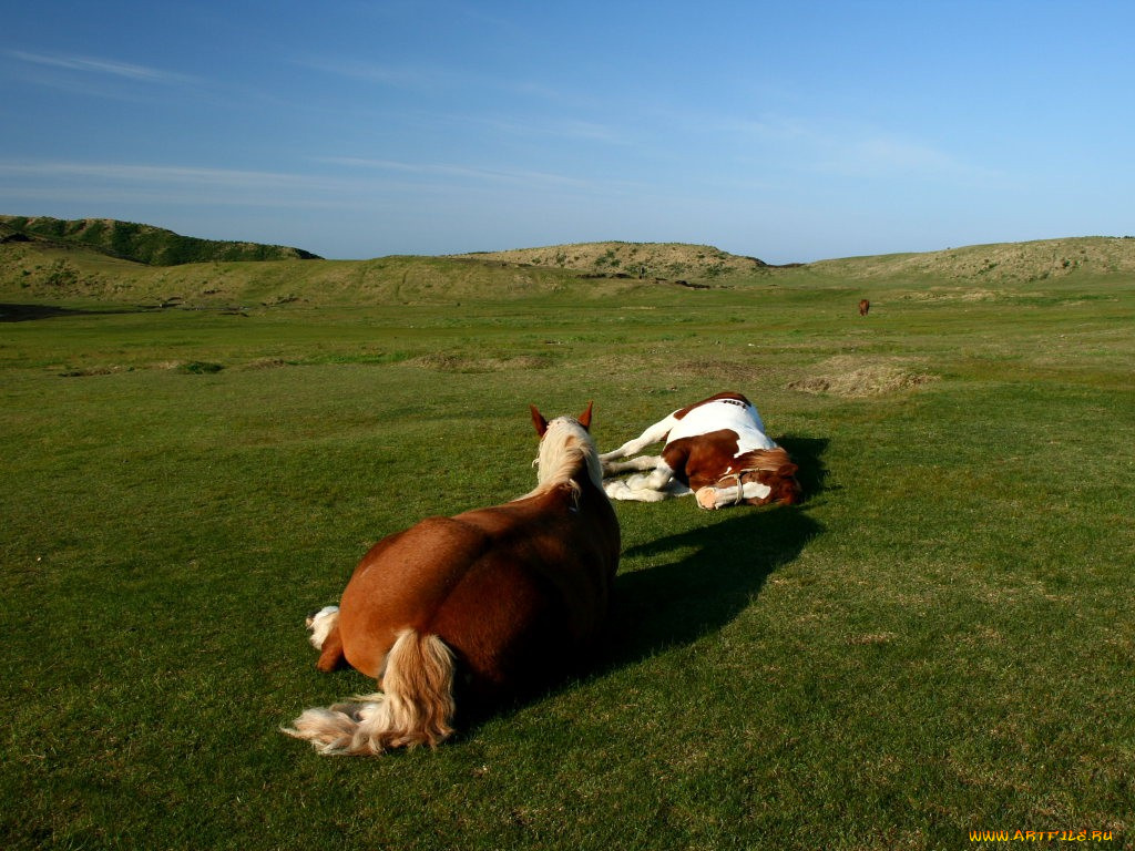 животные, лошади