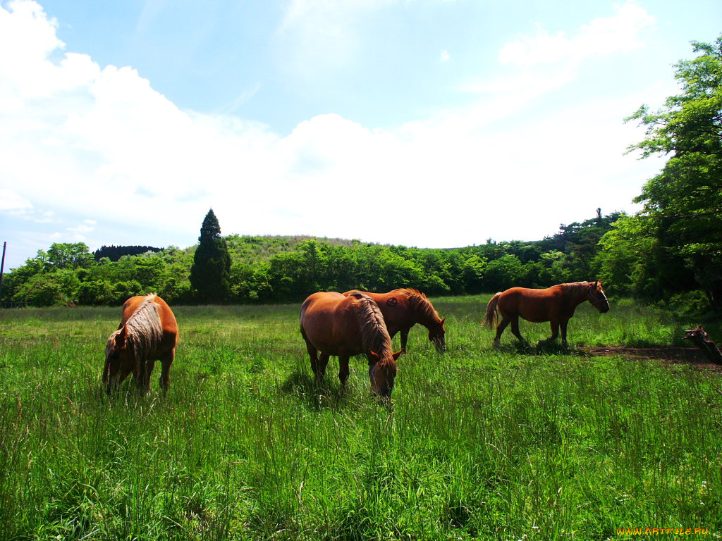 животные, лошади