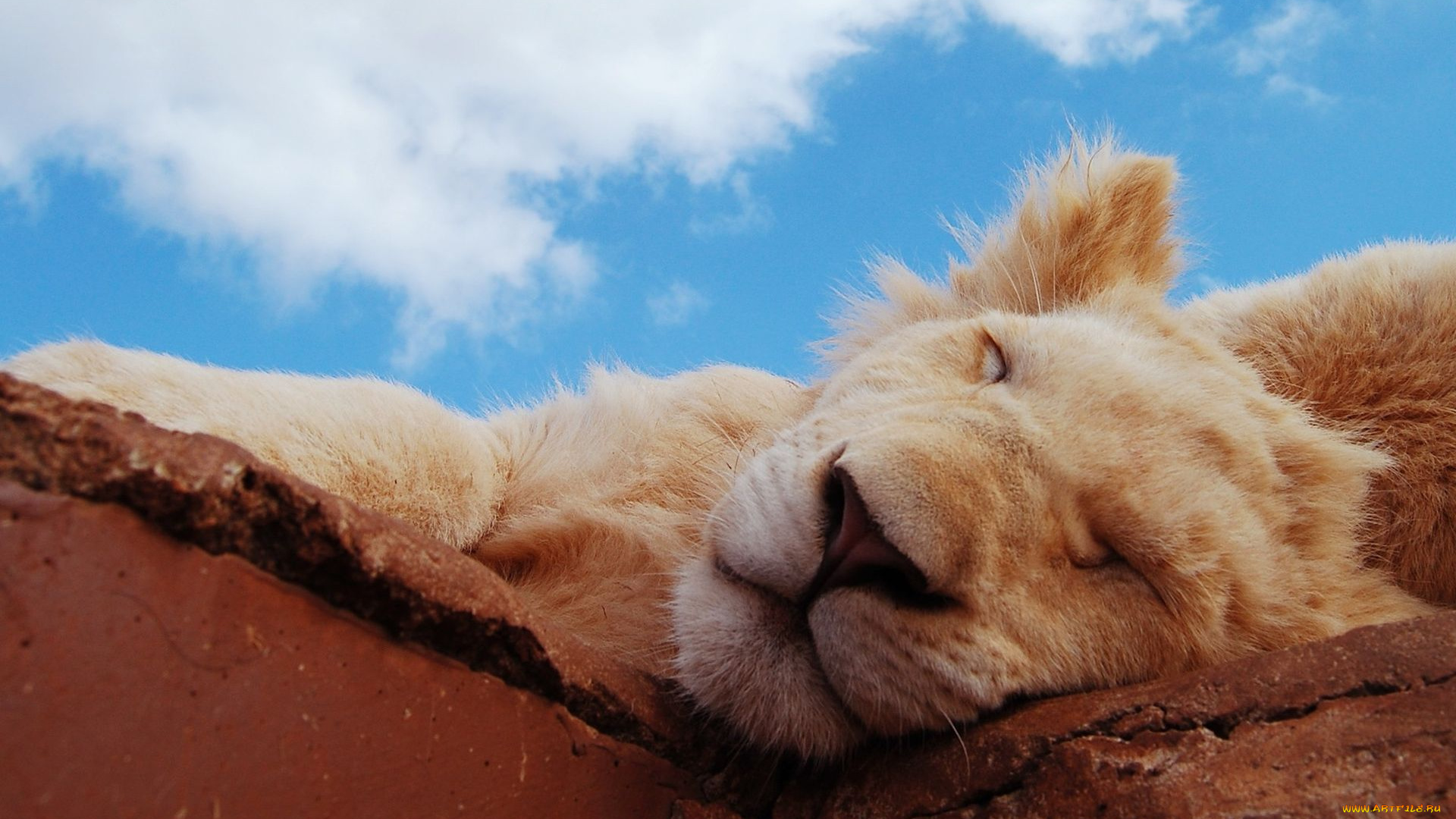 животные, львы