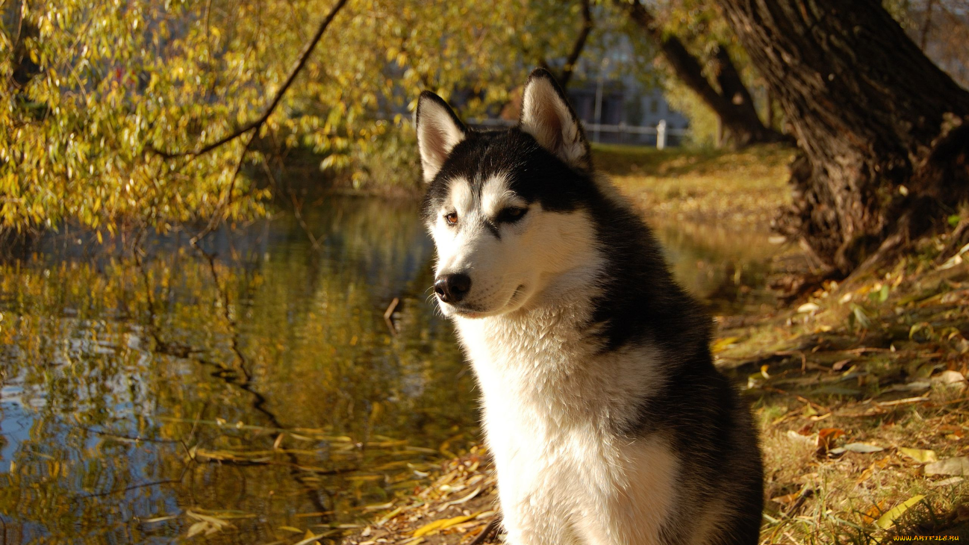 животные, собаки