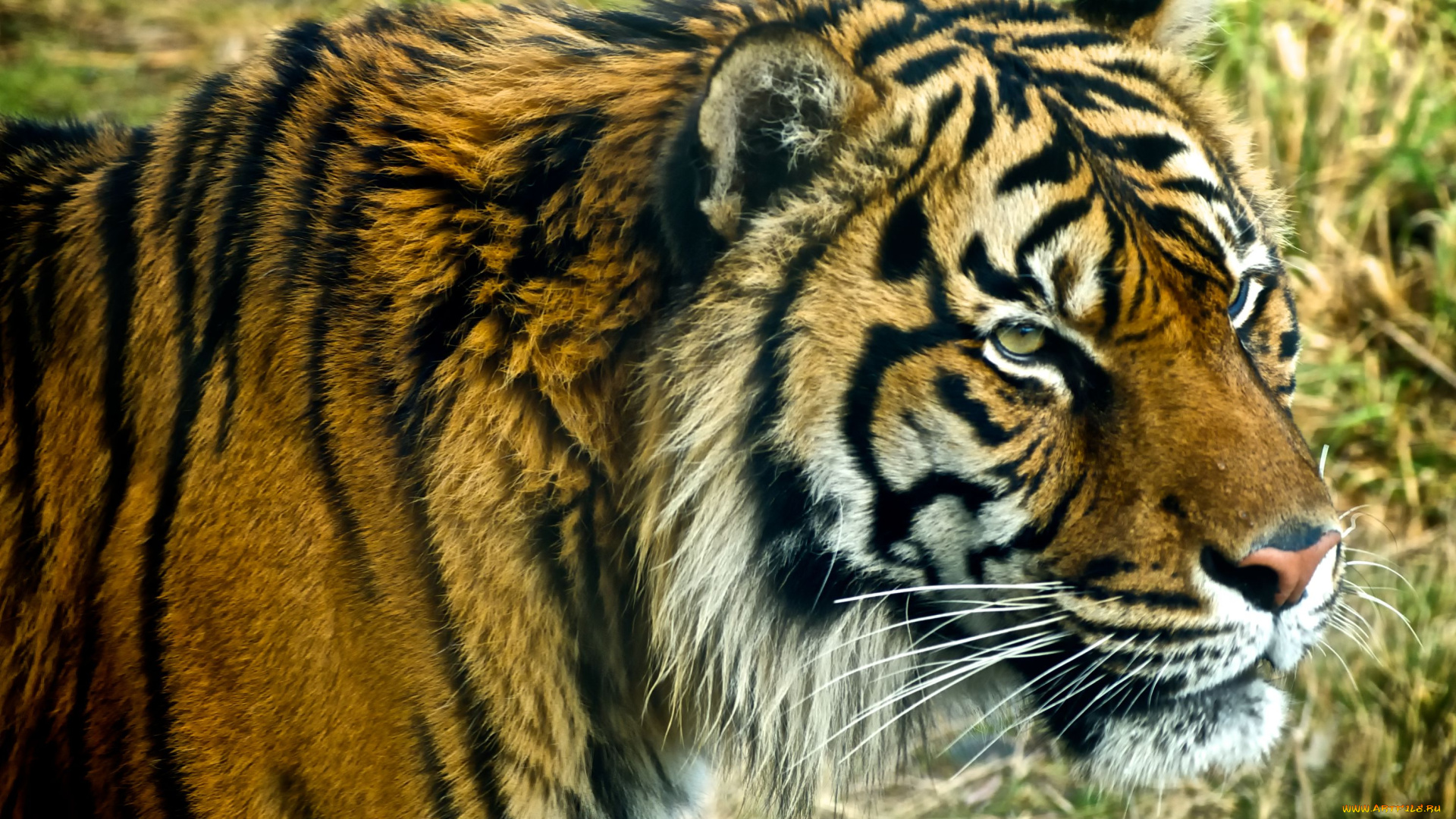 животные, тигры