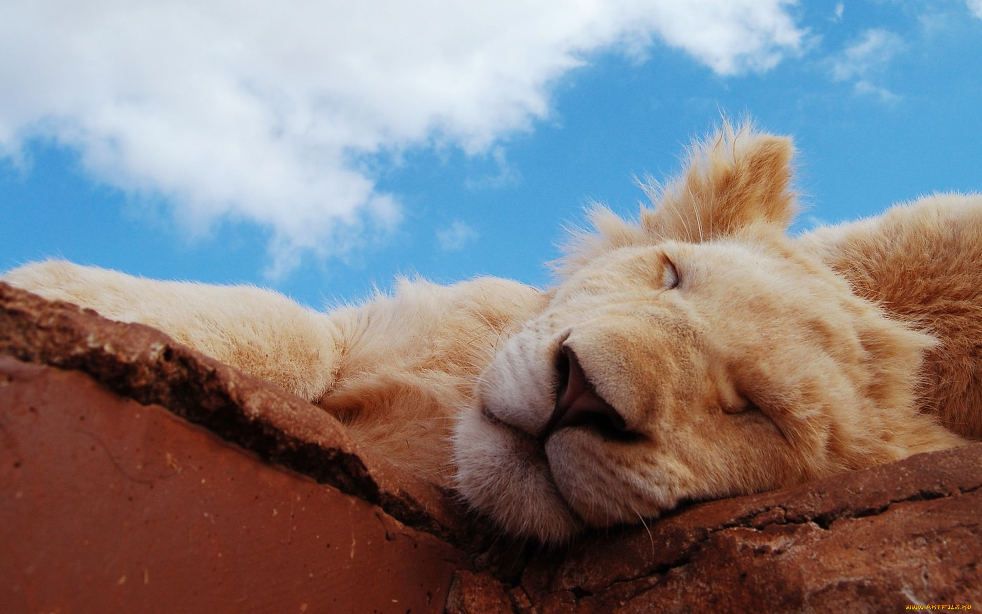 животные, львы