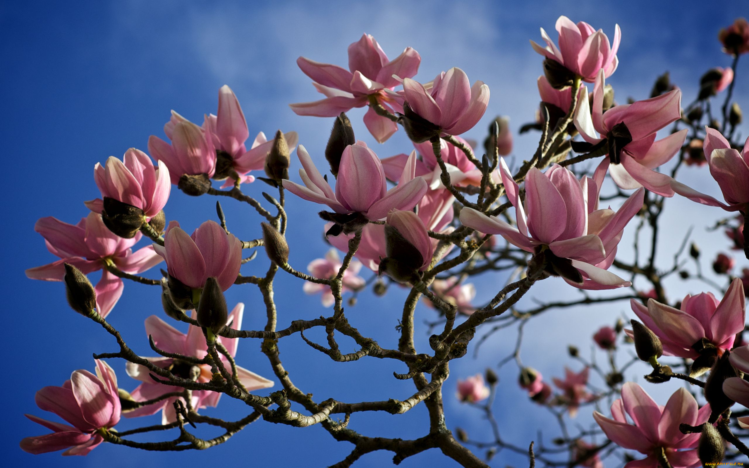 цветы, магнолии