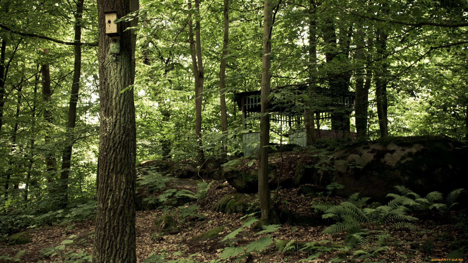 природа, лес, деревья, беседка