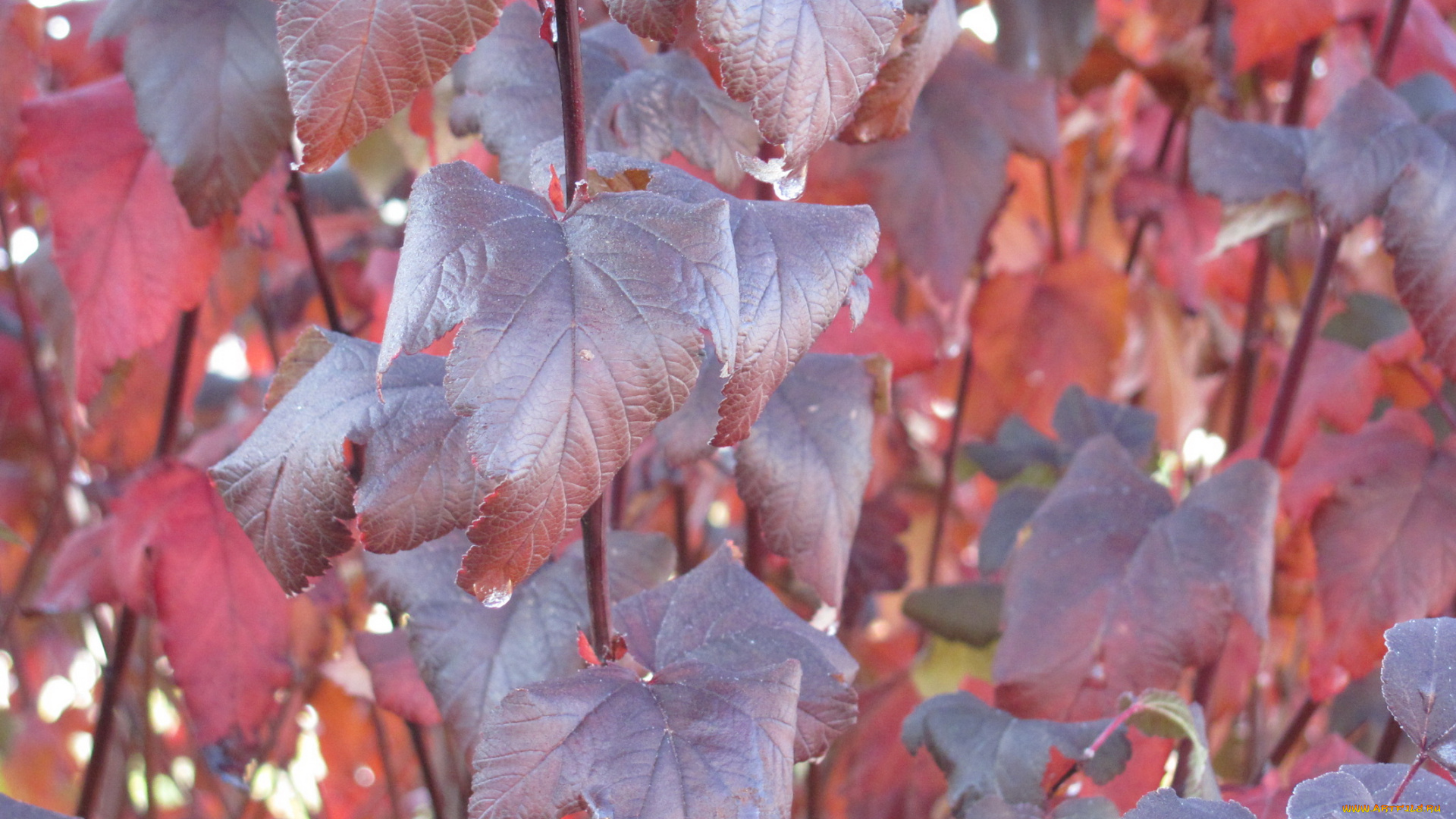 природа, листья, осень, капли