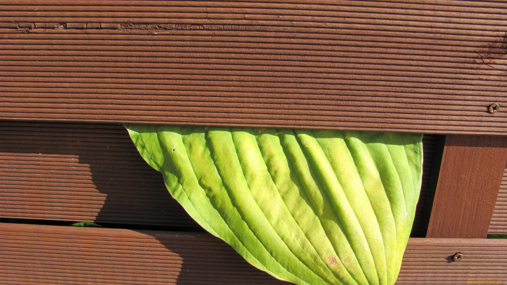 природа, листья, зеленый