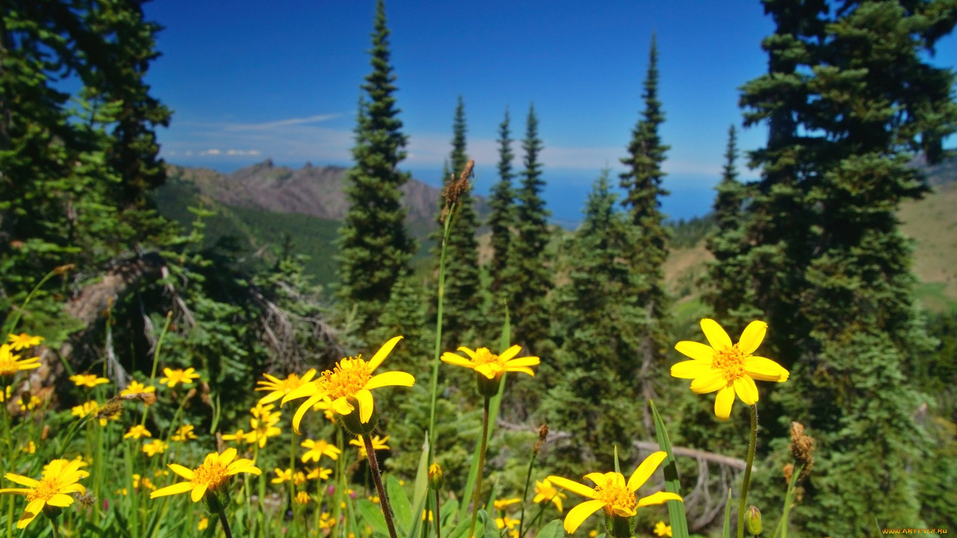 природа, пейзажи, деревья, цветы