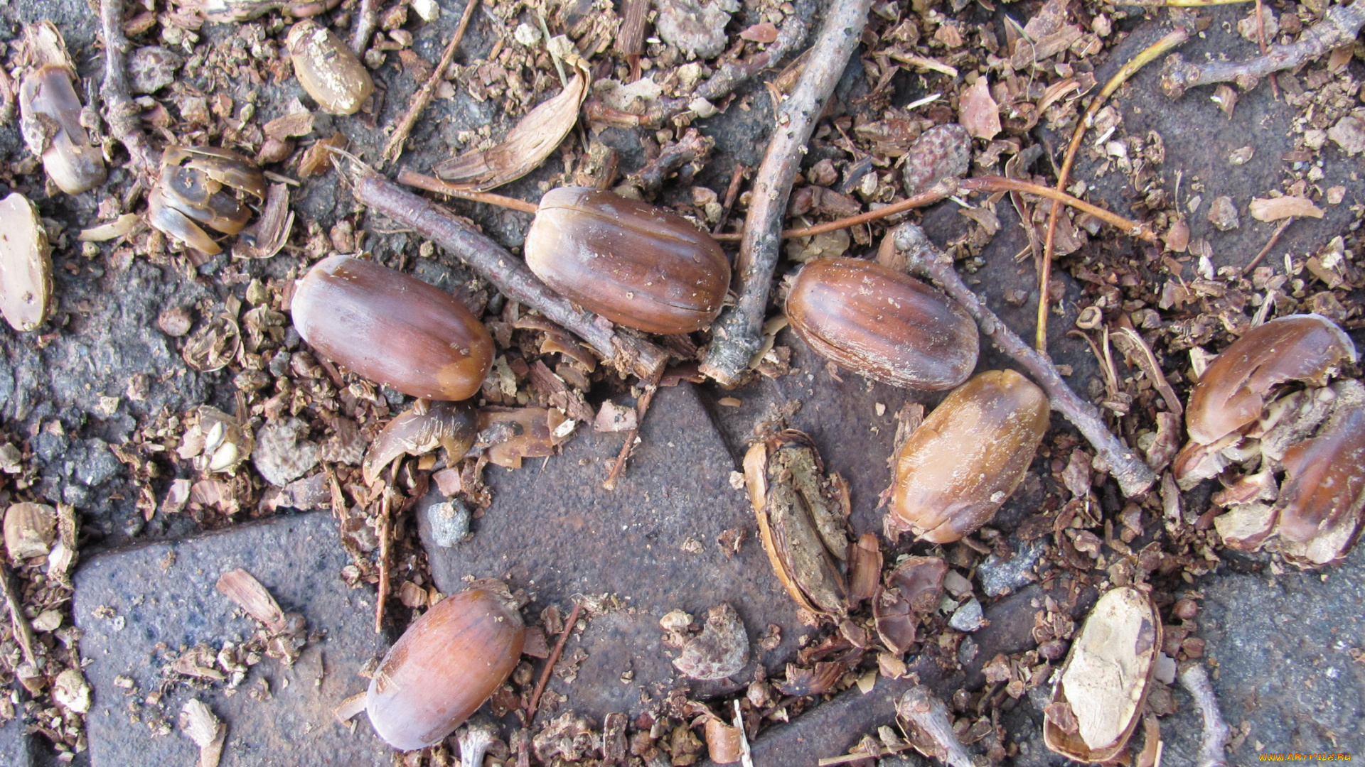 природа, шишки, жёлуди, каштаны, осень