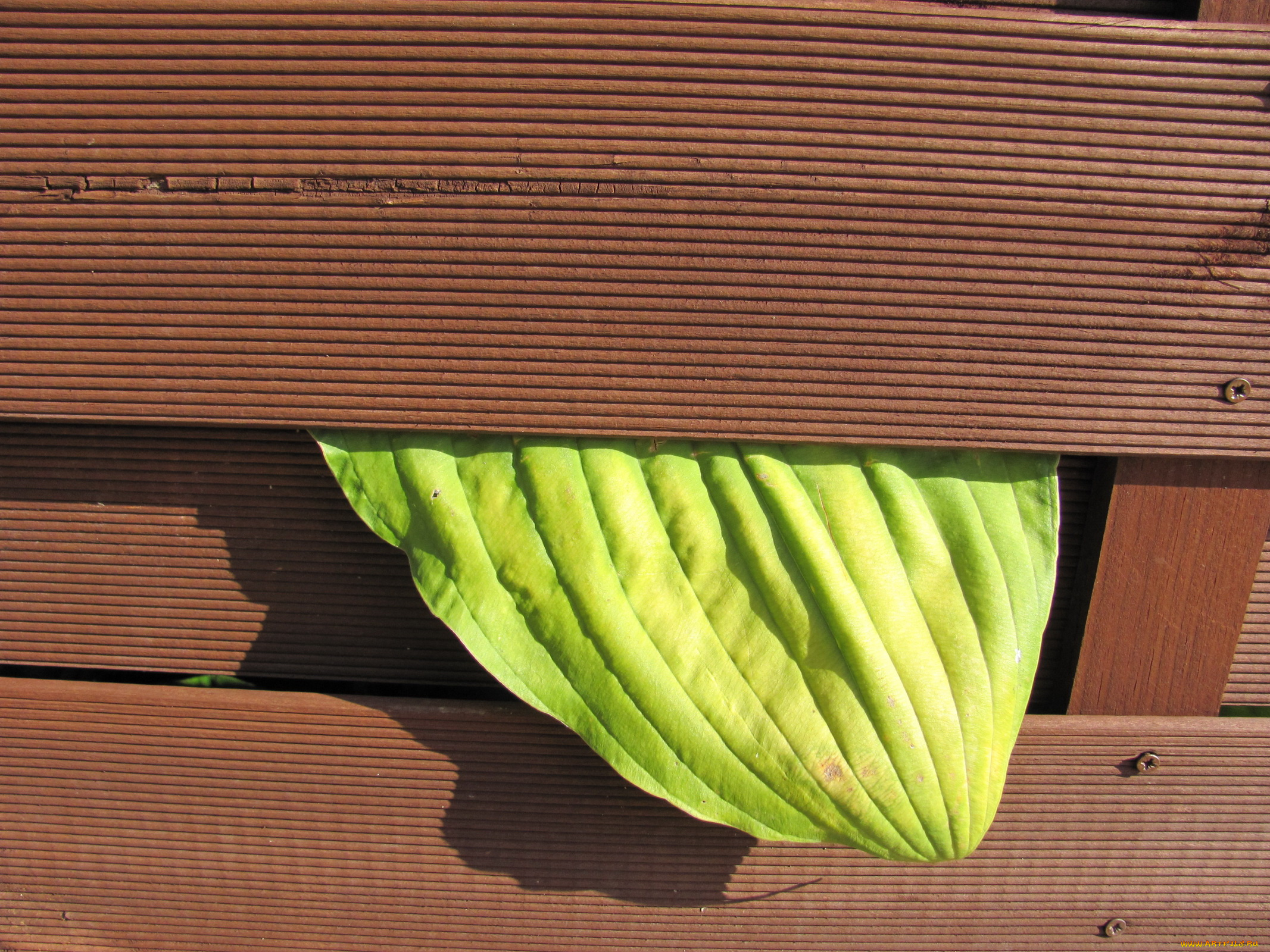 природа, листья, зеленый