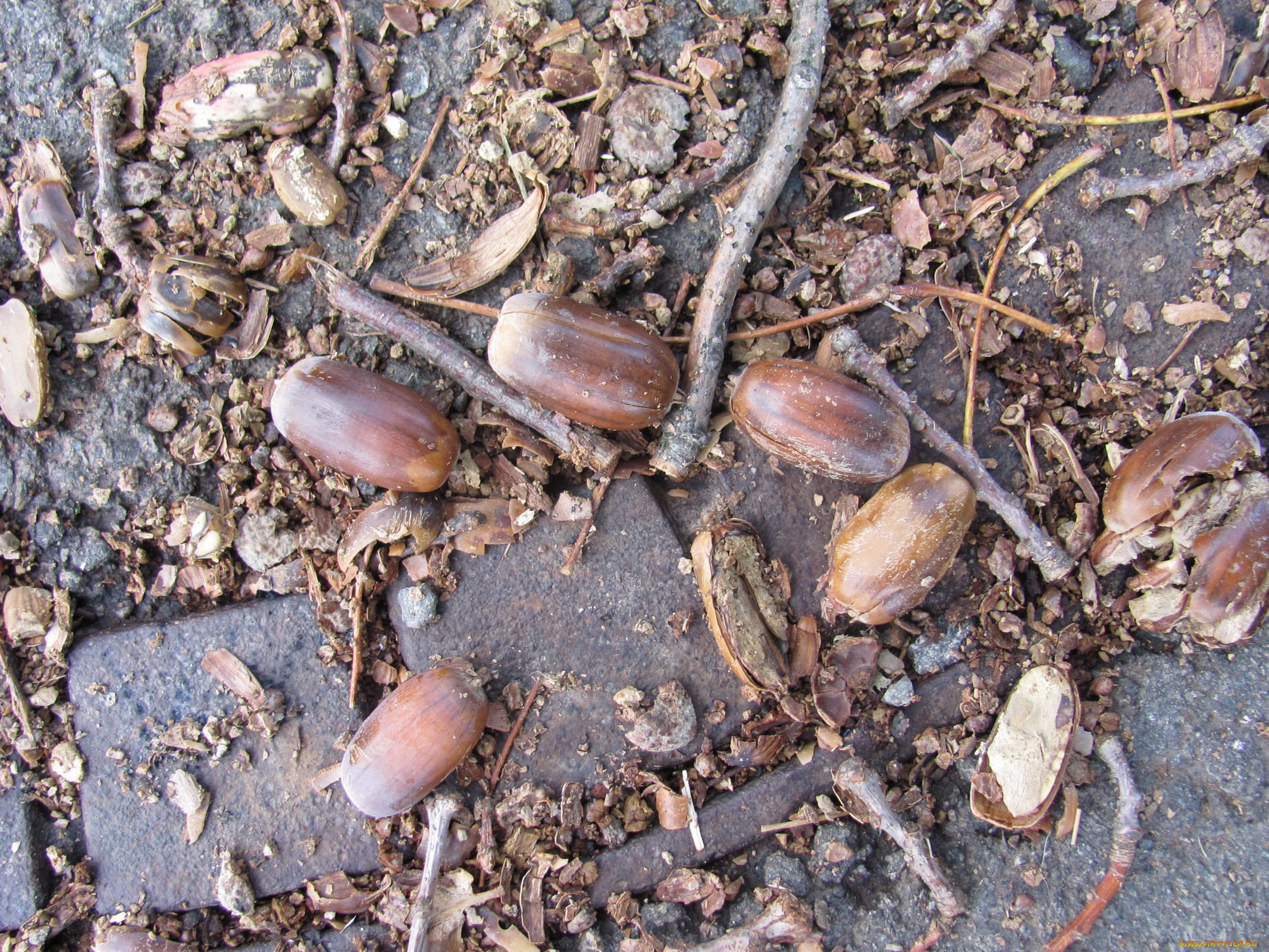 природа, шишки, жёлуди, каштаны, осень