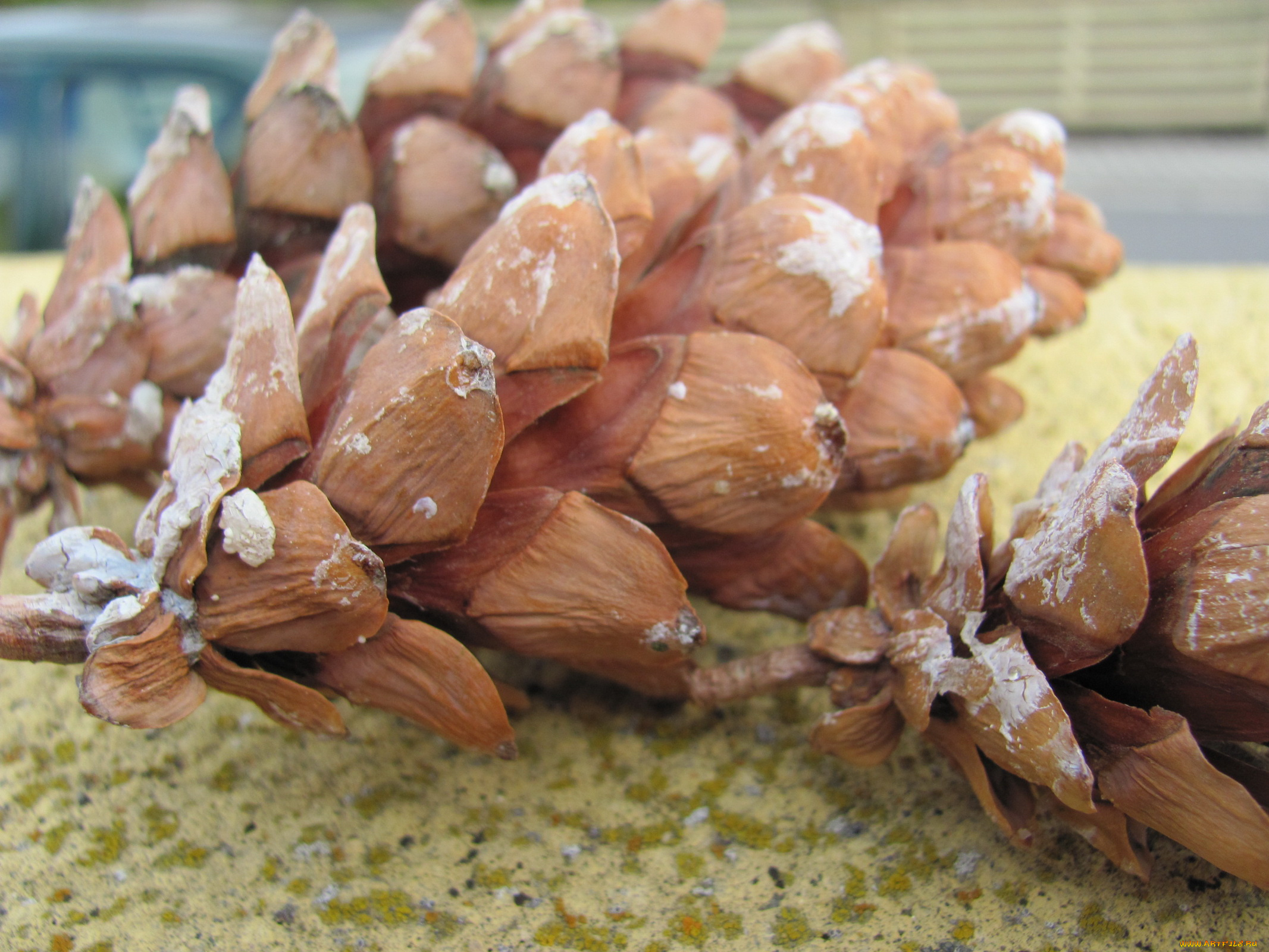 природа, шишки, жёлуди, каштаны, смола