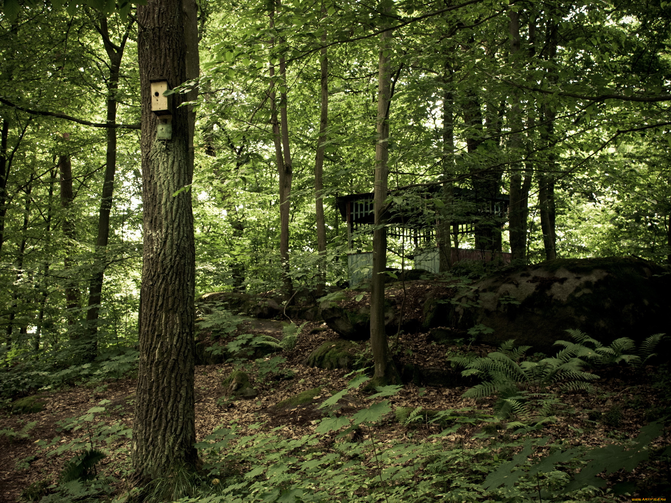 природа, лес, деревья, беседка