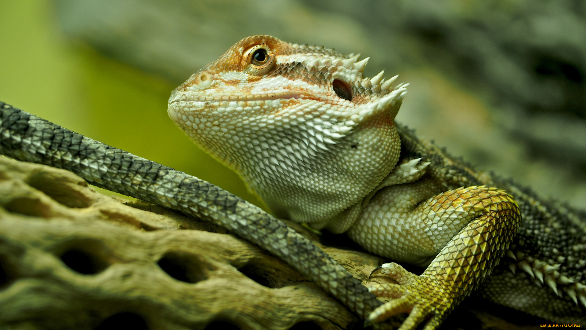bearded, dragon, животные, Ящерицы, , игуаны, , вараны, глаза, голова, ящерица, зеленая, гребень, дерево