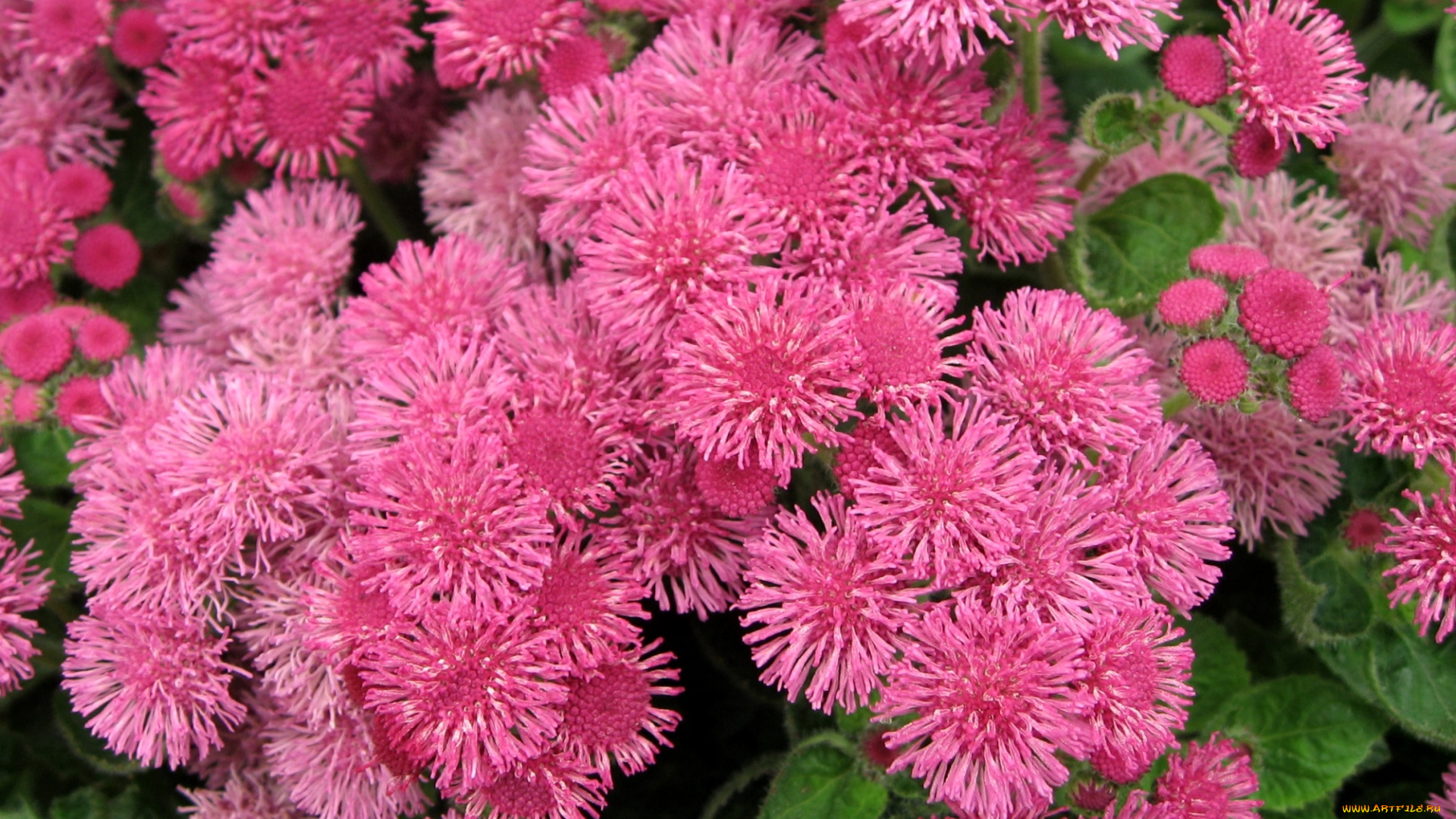 цветы, агератум, пушистики