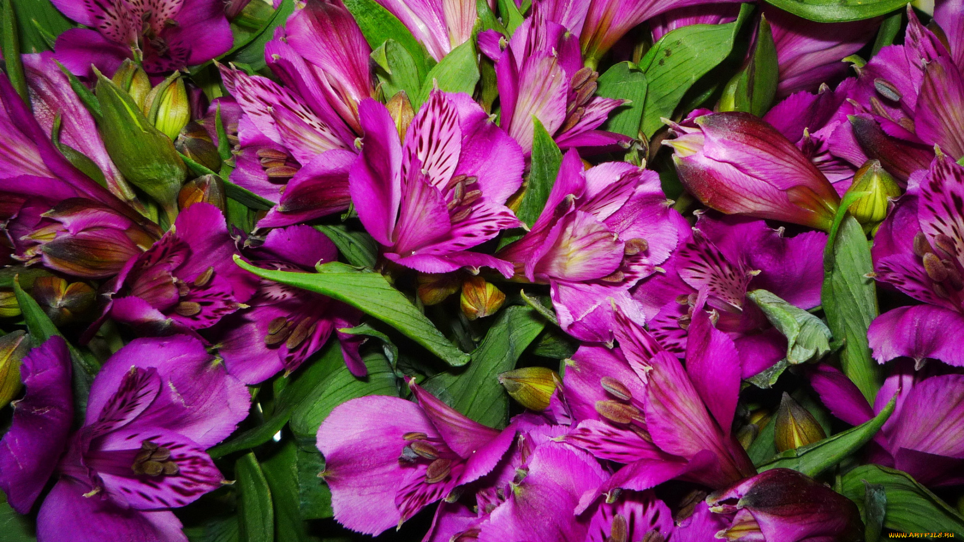 цветы, альстромерия, альстрёмерия, фиолетовые