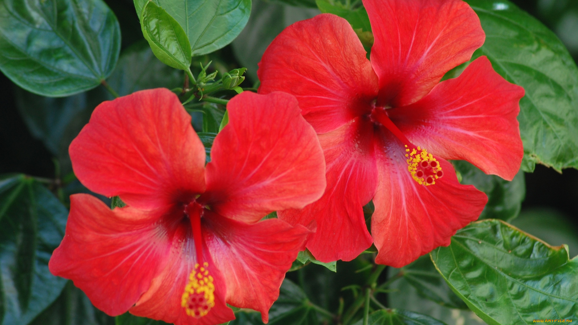 цветы, гибискусы, красный