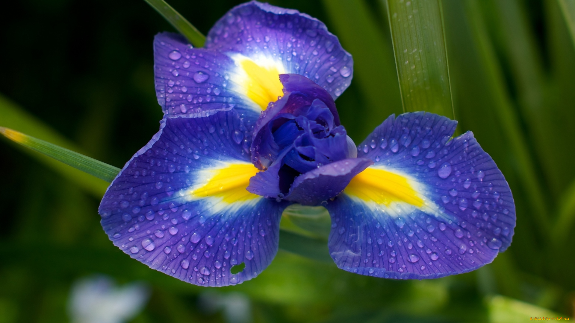 цветы, ирисы, капли, макро