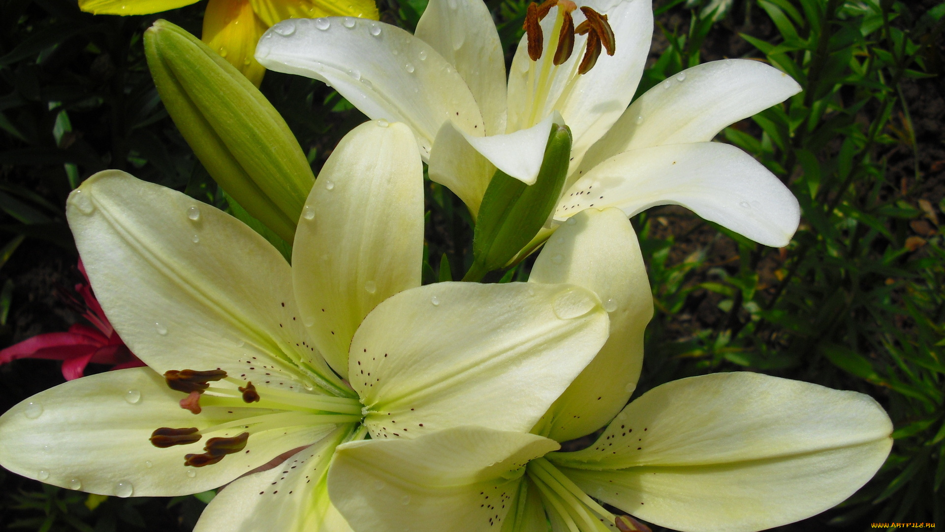 цветы, лилии, , лилейники