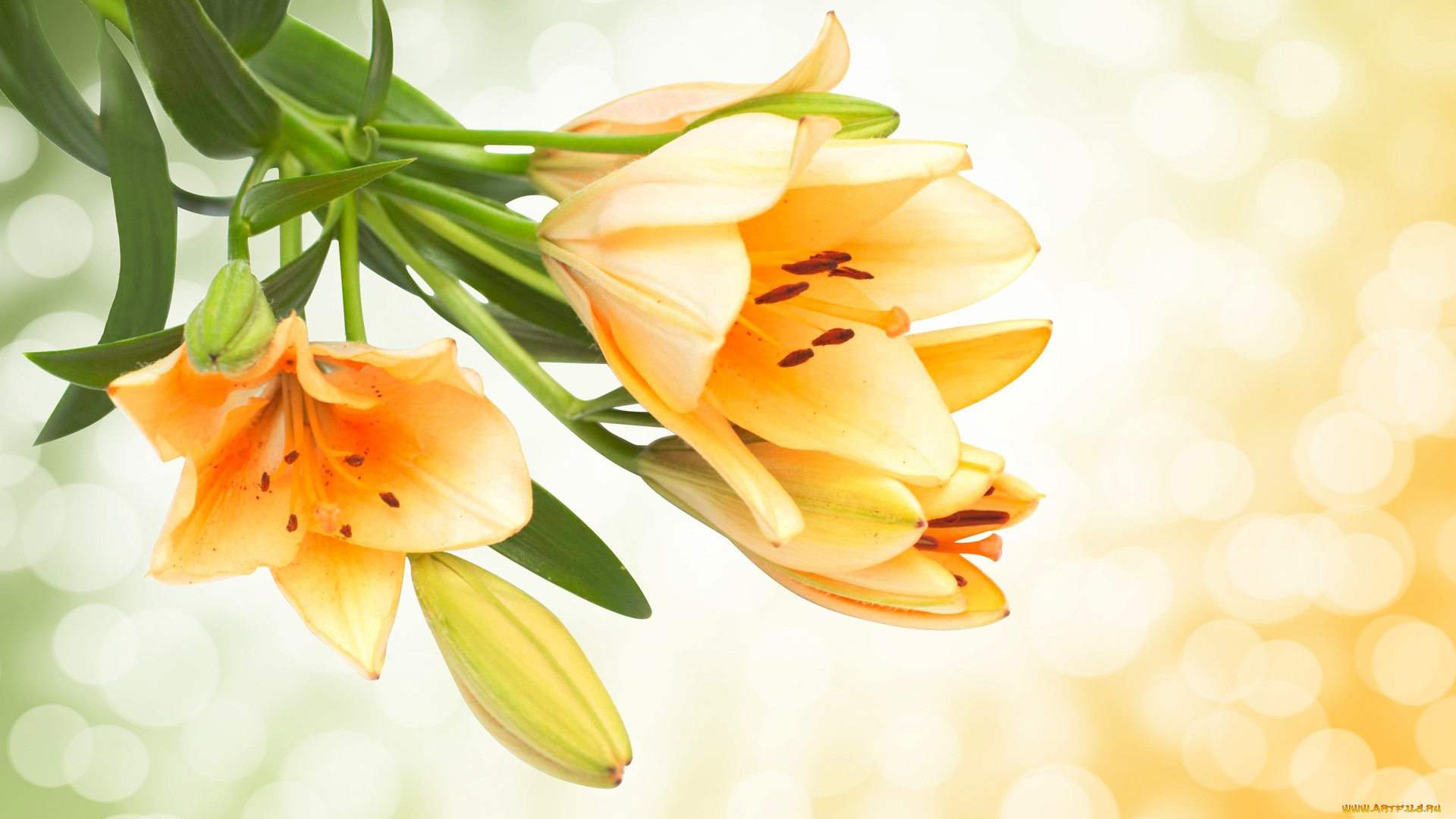 цветы, лилии, , лилейники