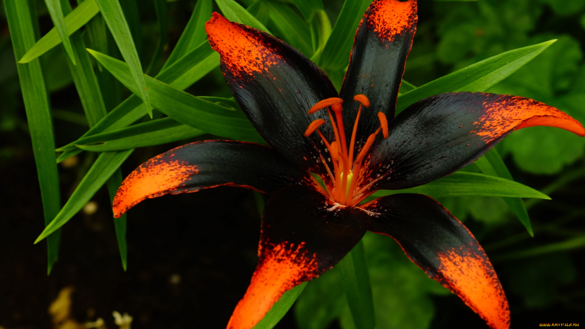 цветы, лилии, , лилейники, оригинальная