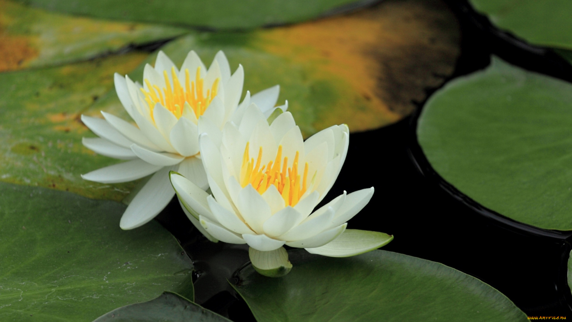 цветы, лилии, водяные, , нимфеи, , кувшинки, пара