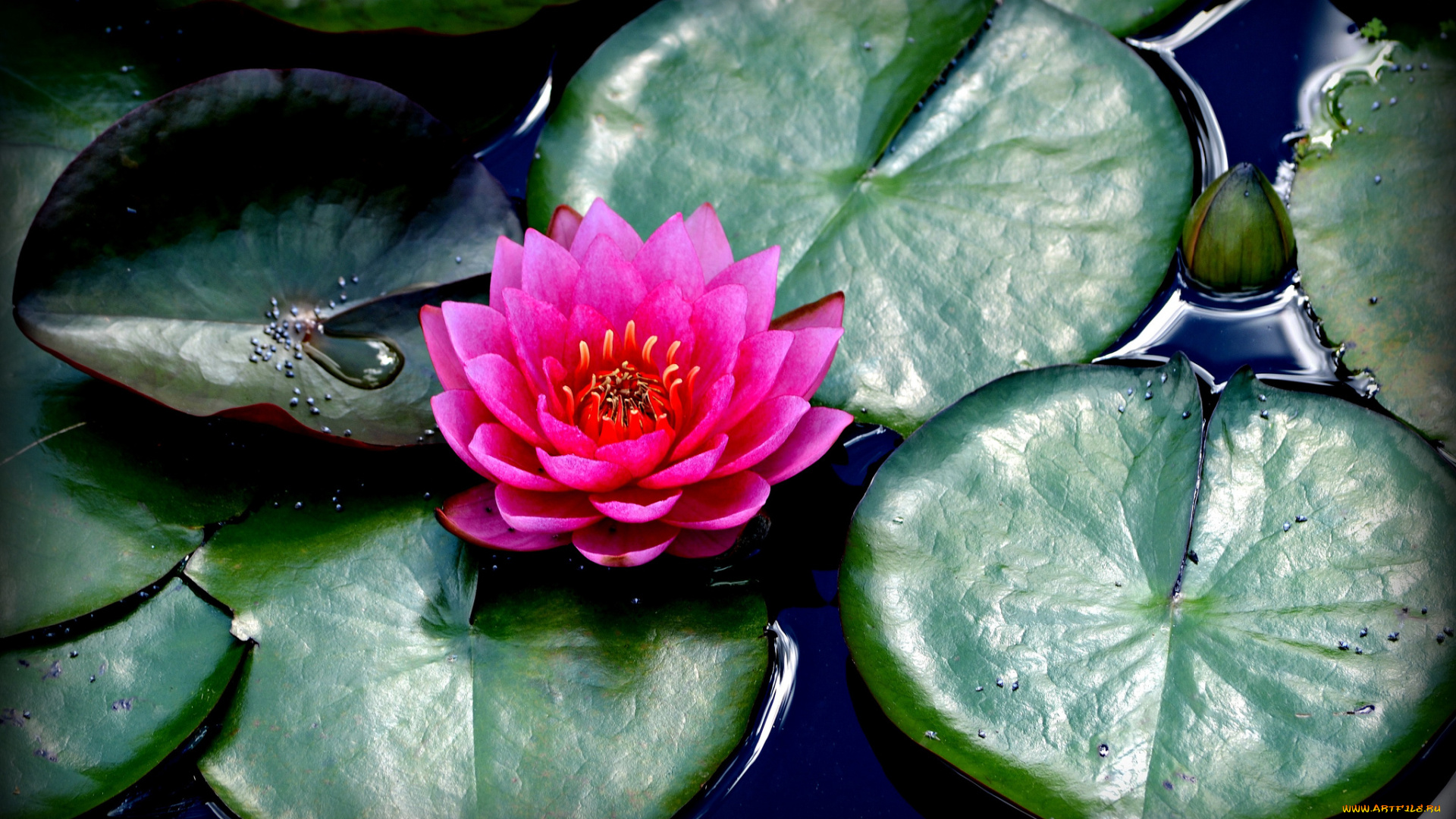 цветы, лилии, водяные, , нимфеи, , кувшинки, листья, водоем, лилия