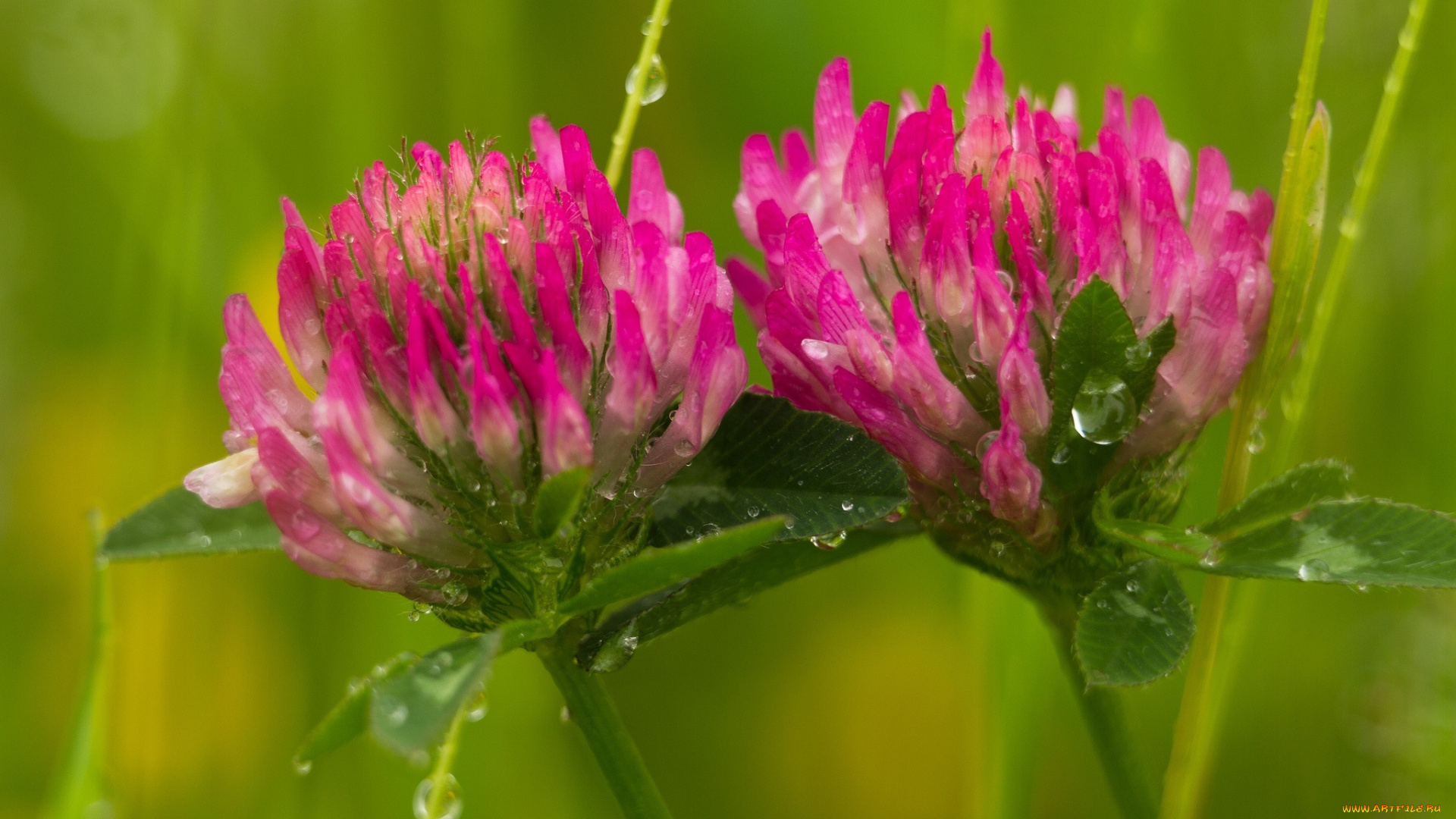 цветы, луговые, , полевые, , цветы, розовый