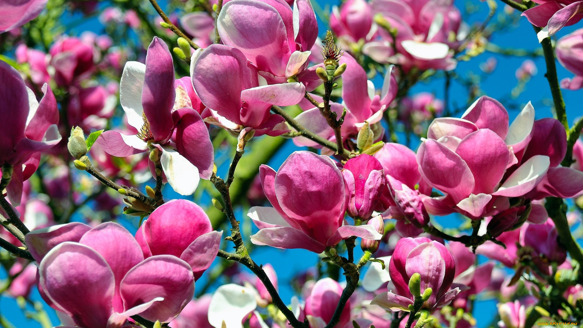 цветы, магнолии, весна