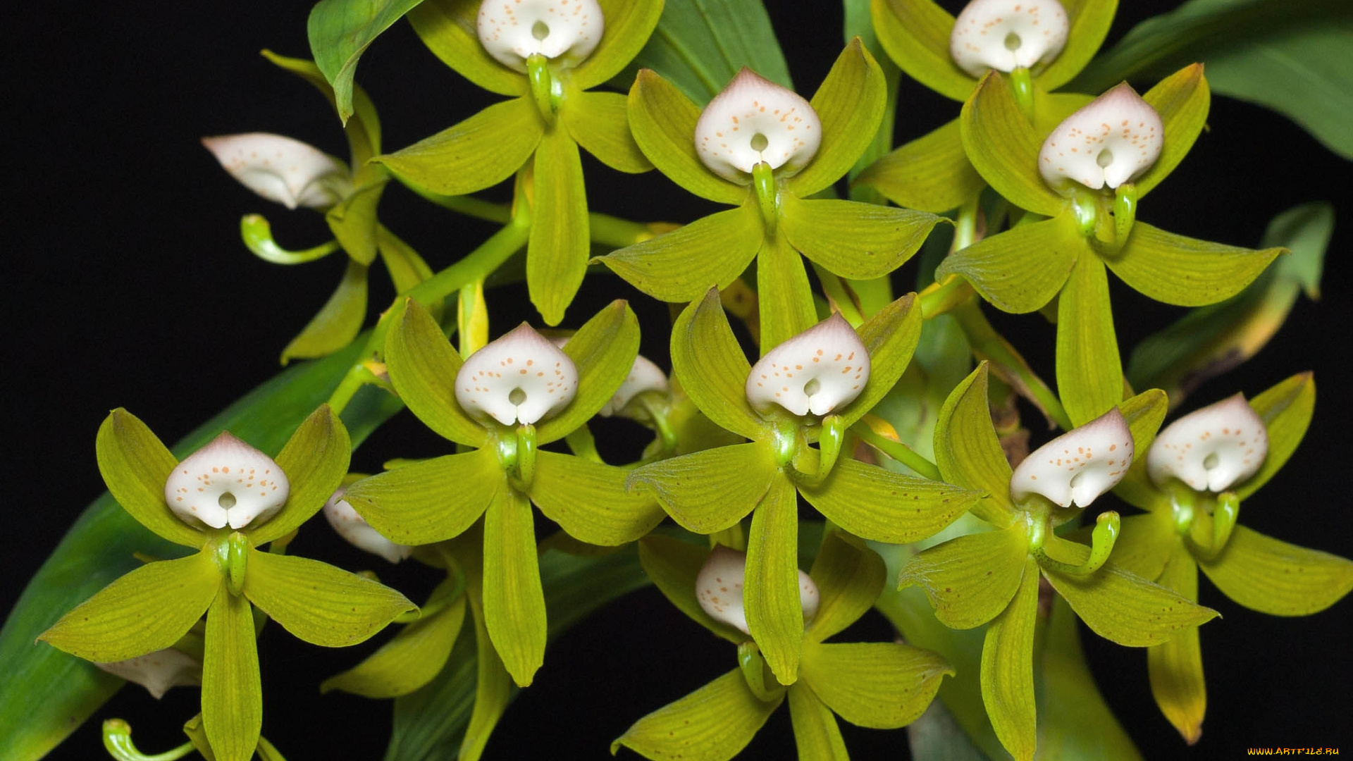 цветы, орхидеи, экзотика