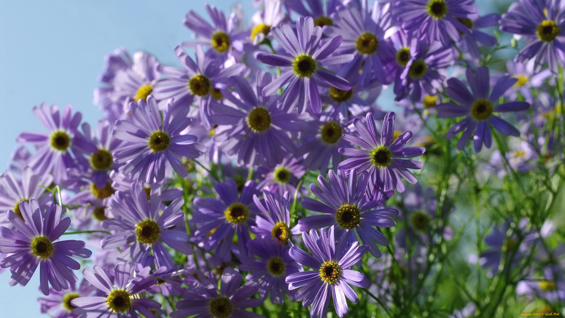 цветы, ромашки, сиреневый