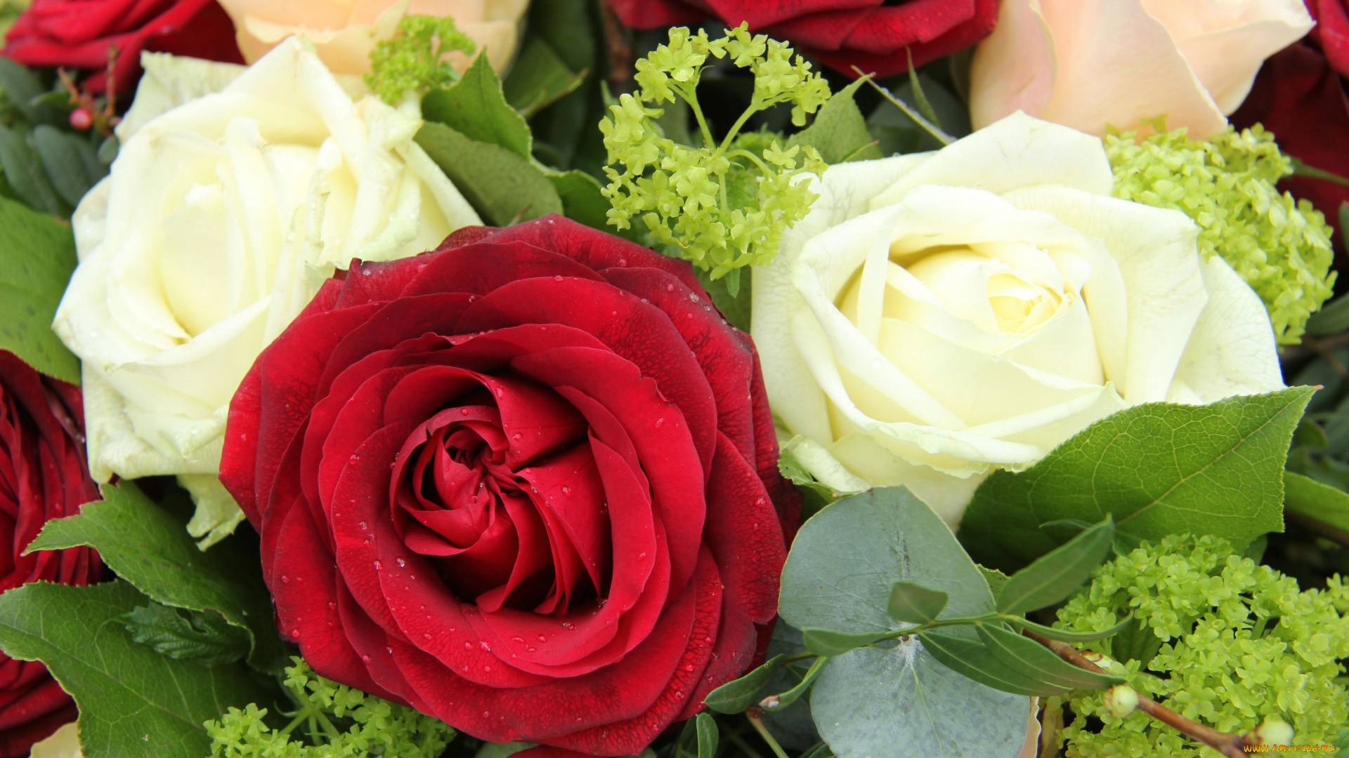 цветы, розы, букет, листья