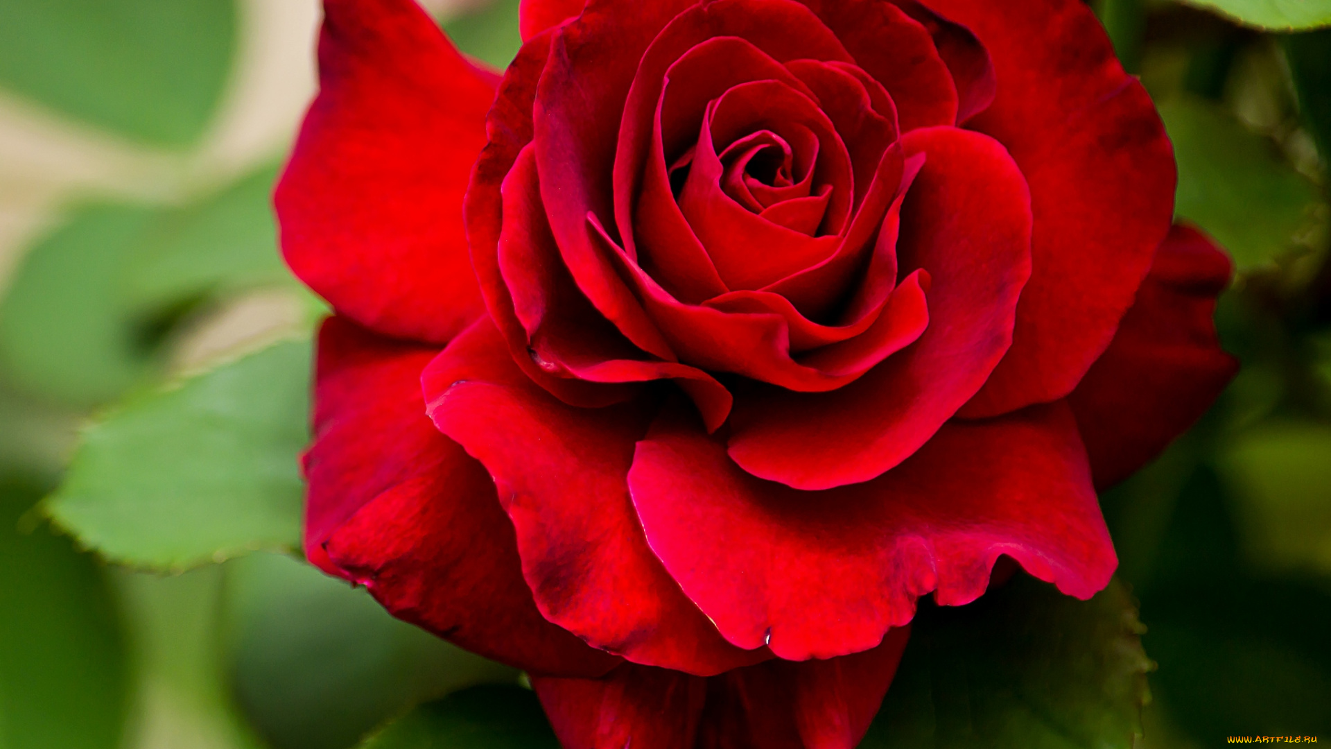 цветы, розы, красный