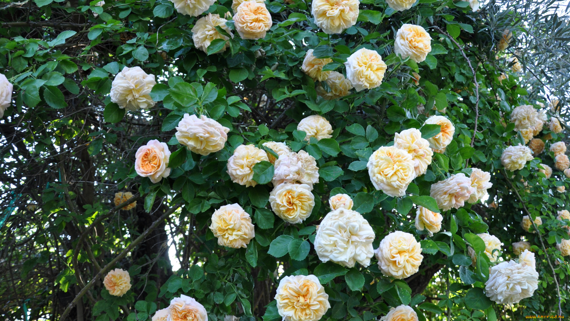 цветы, розы, куст