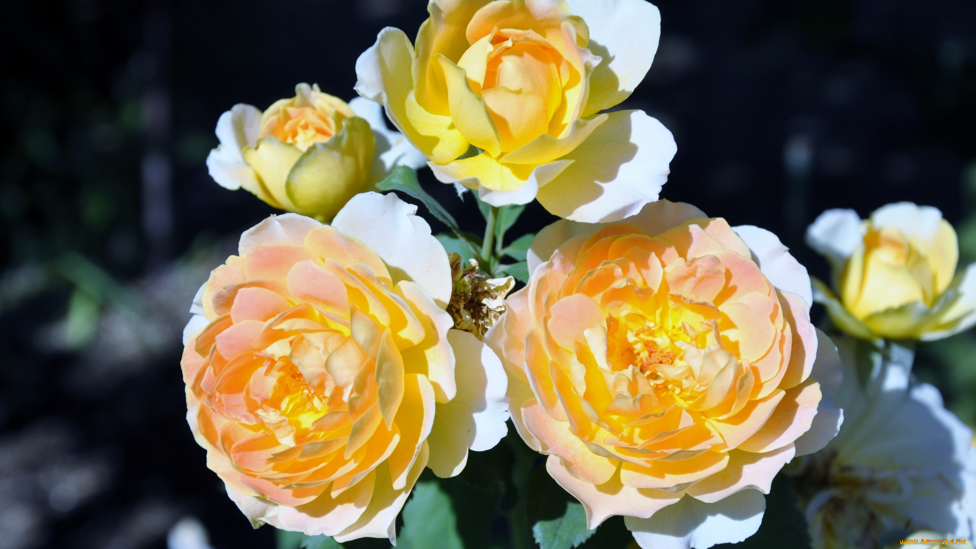 цветы, розы, желтый