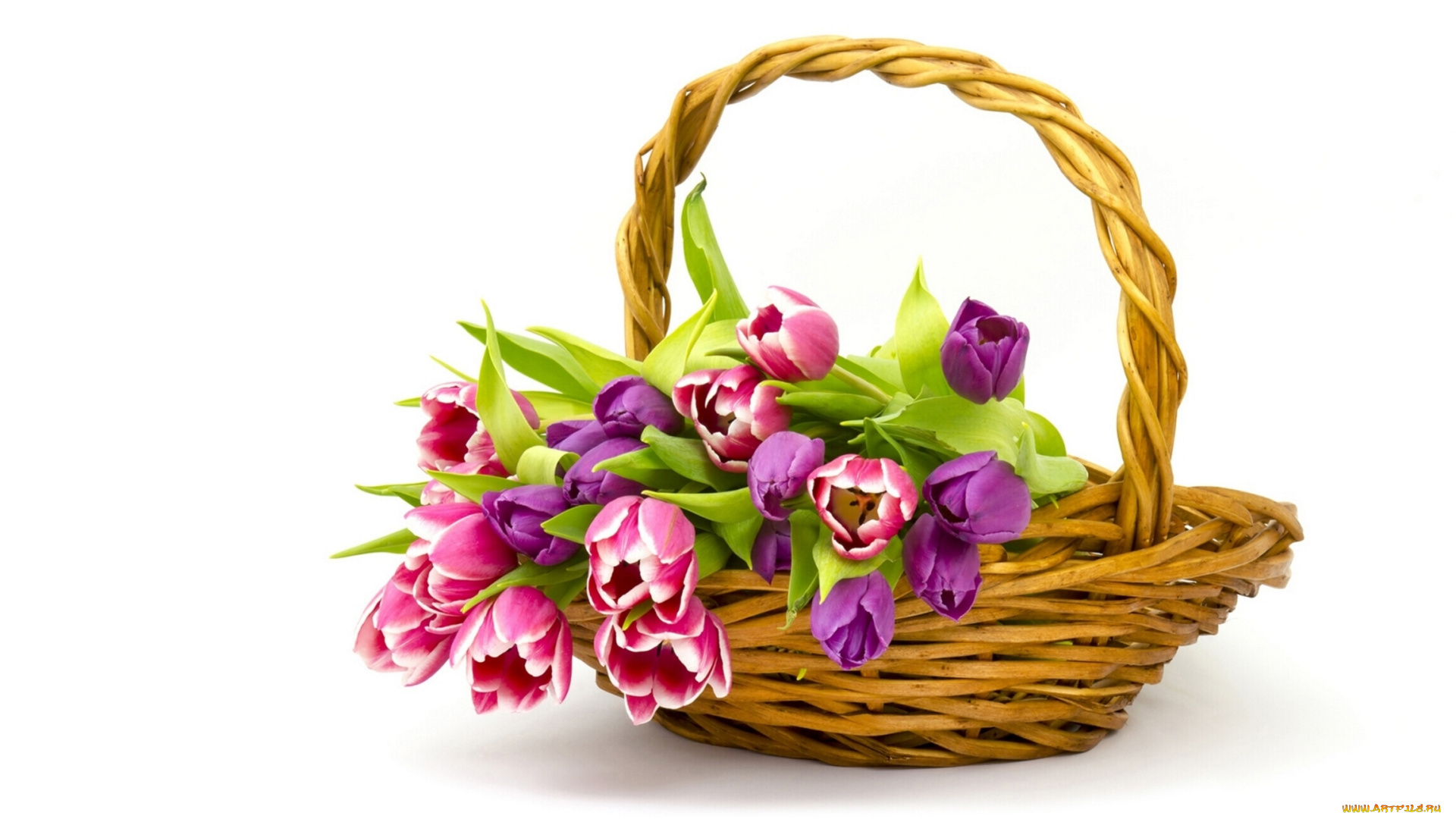 цветы, тюльпаны, бутоны, корзина