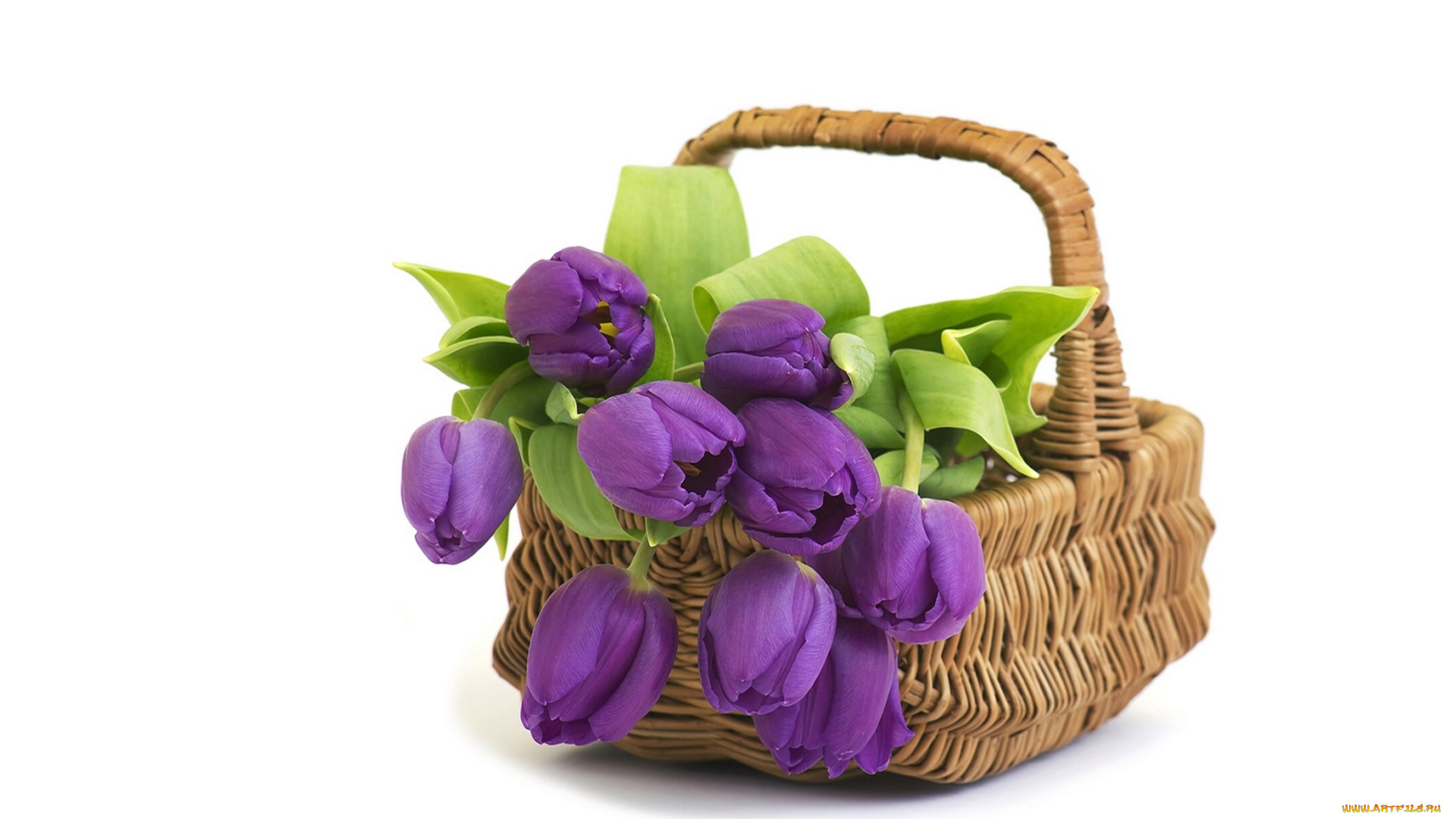 цветы, тюльпаны, бутоны, корзина