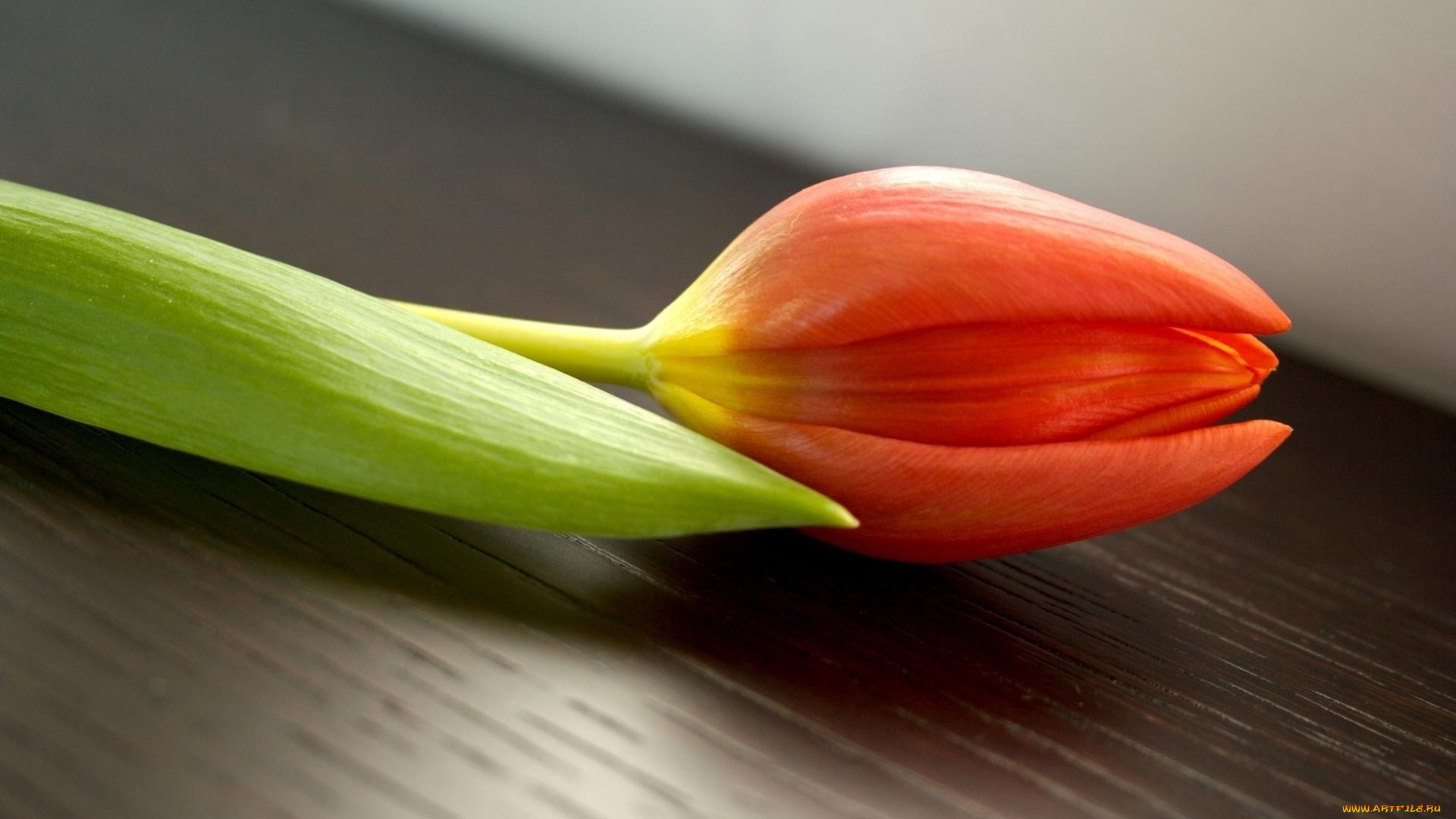 цветы, тюльпаны, тюльпан