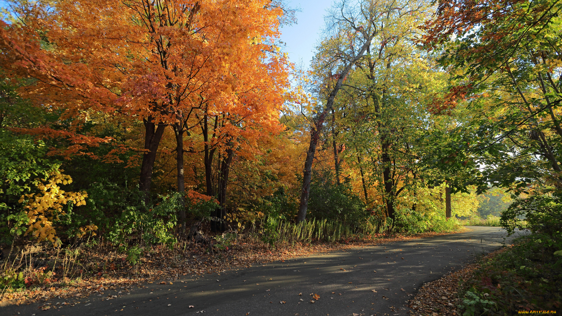 природа, дороги, дорога, осень, лес