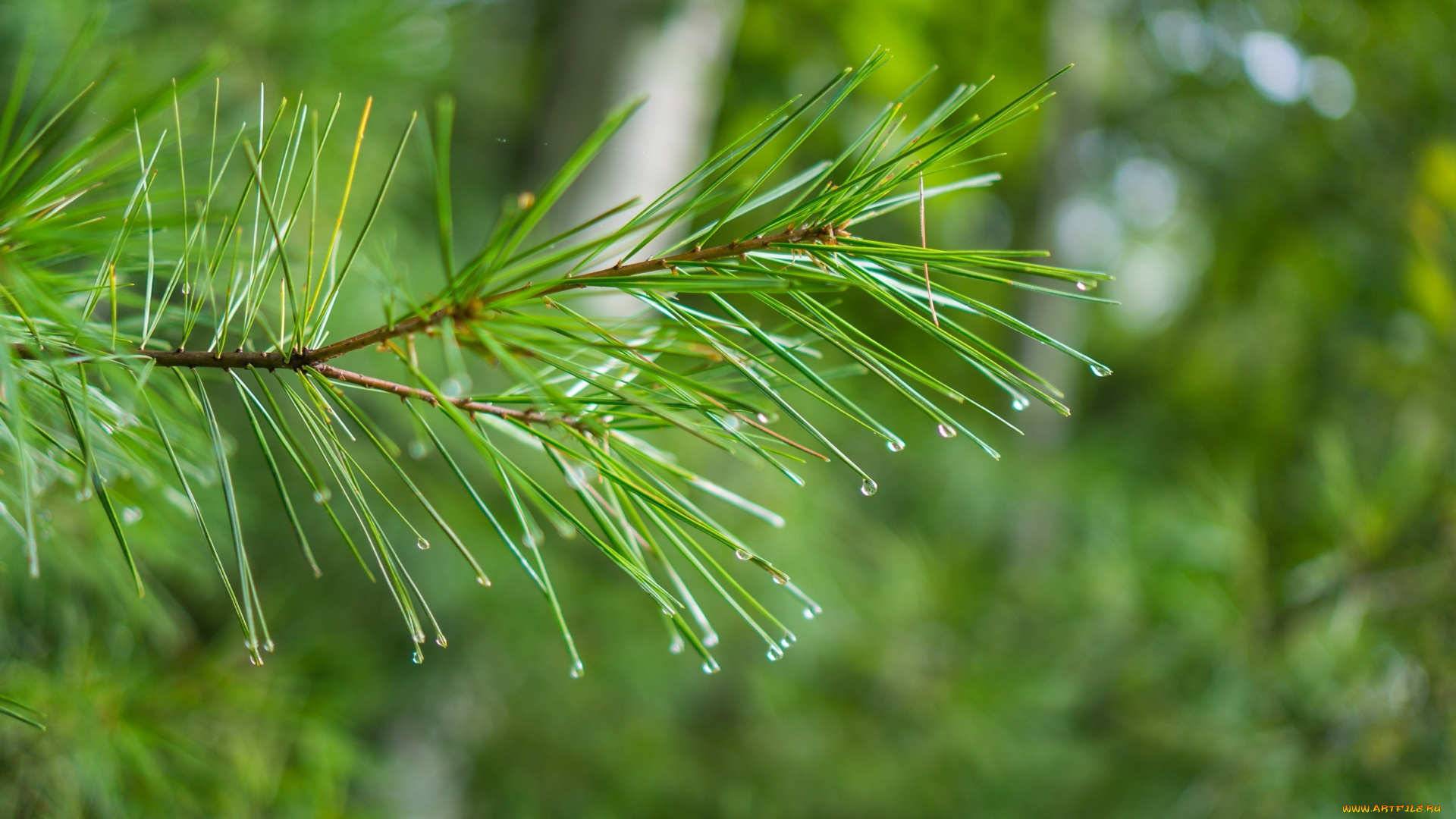 природа, макро, иголки, зеленый, хвоя, ветка