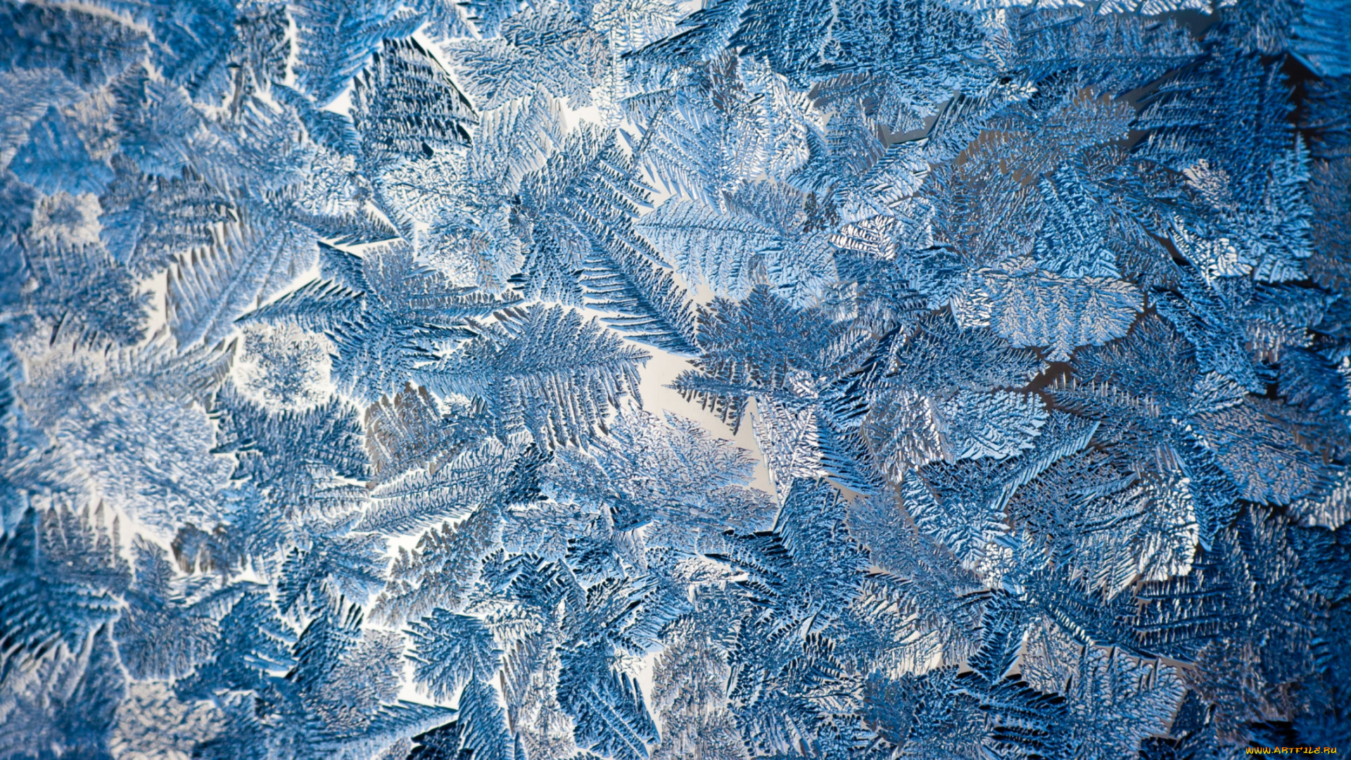 природа, макро, мороз, узор