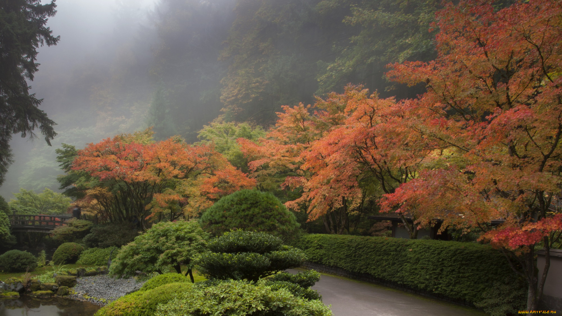 природа, парк, дорожка, ручей, мостик, деревья, кустарник, туман