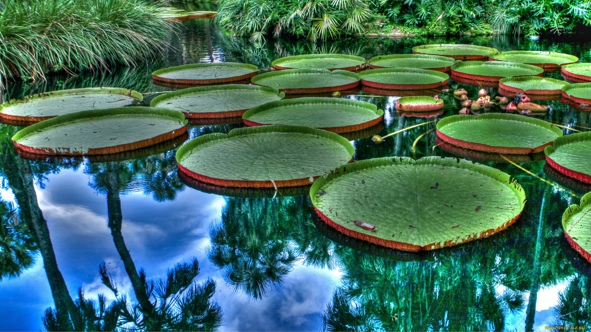 виктория, регия, цветы, лилии, водяные, , нимфеи, , кувшинки, водоем, листья