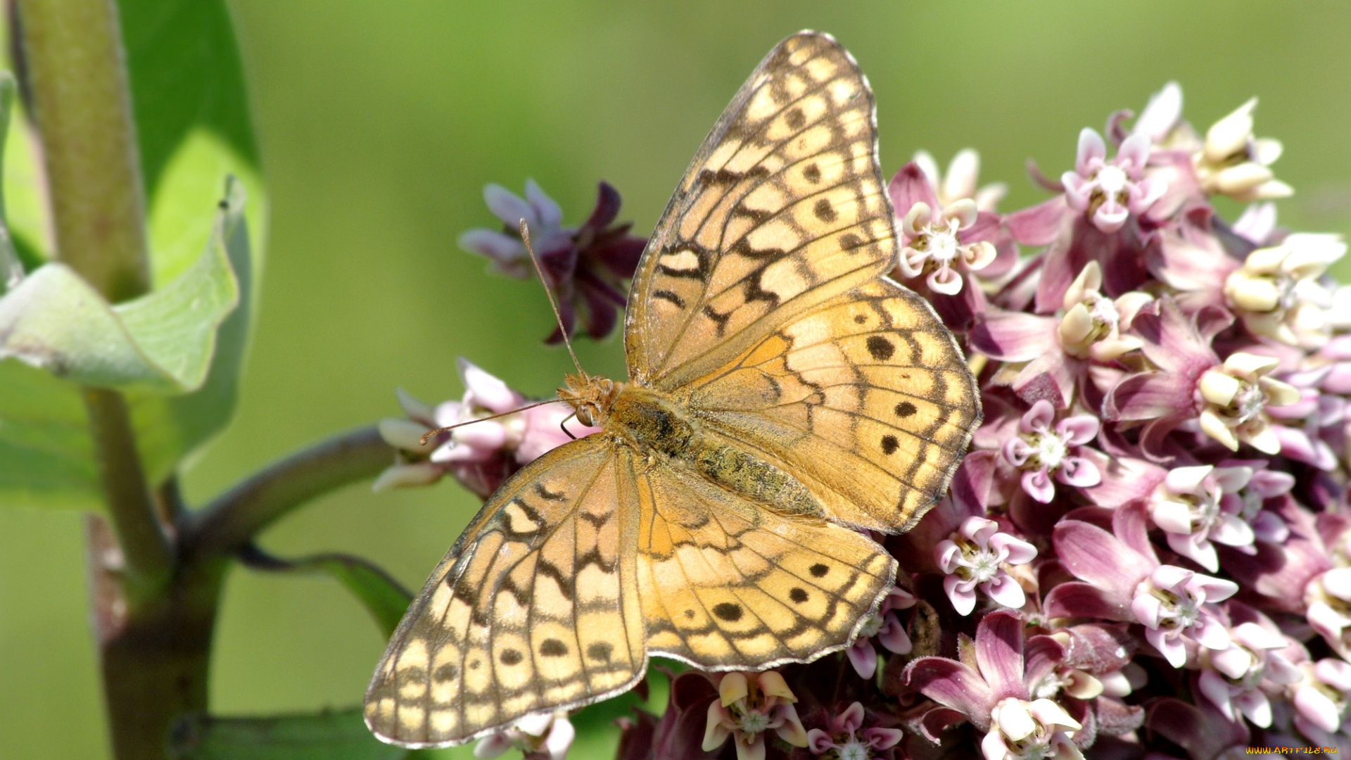 животные, бабочки, крылья