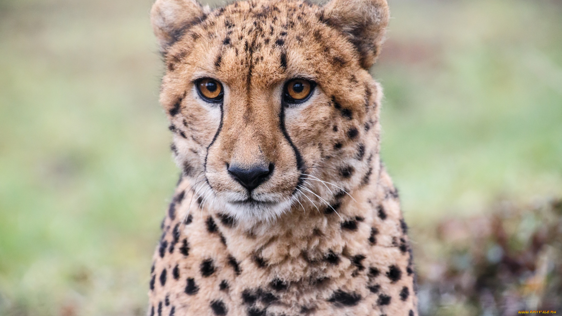 животные, гепарды, гепард, морда