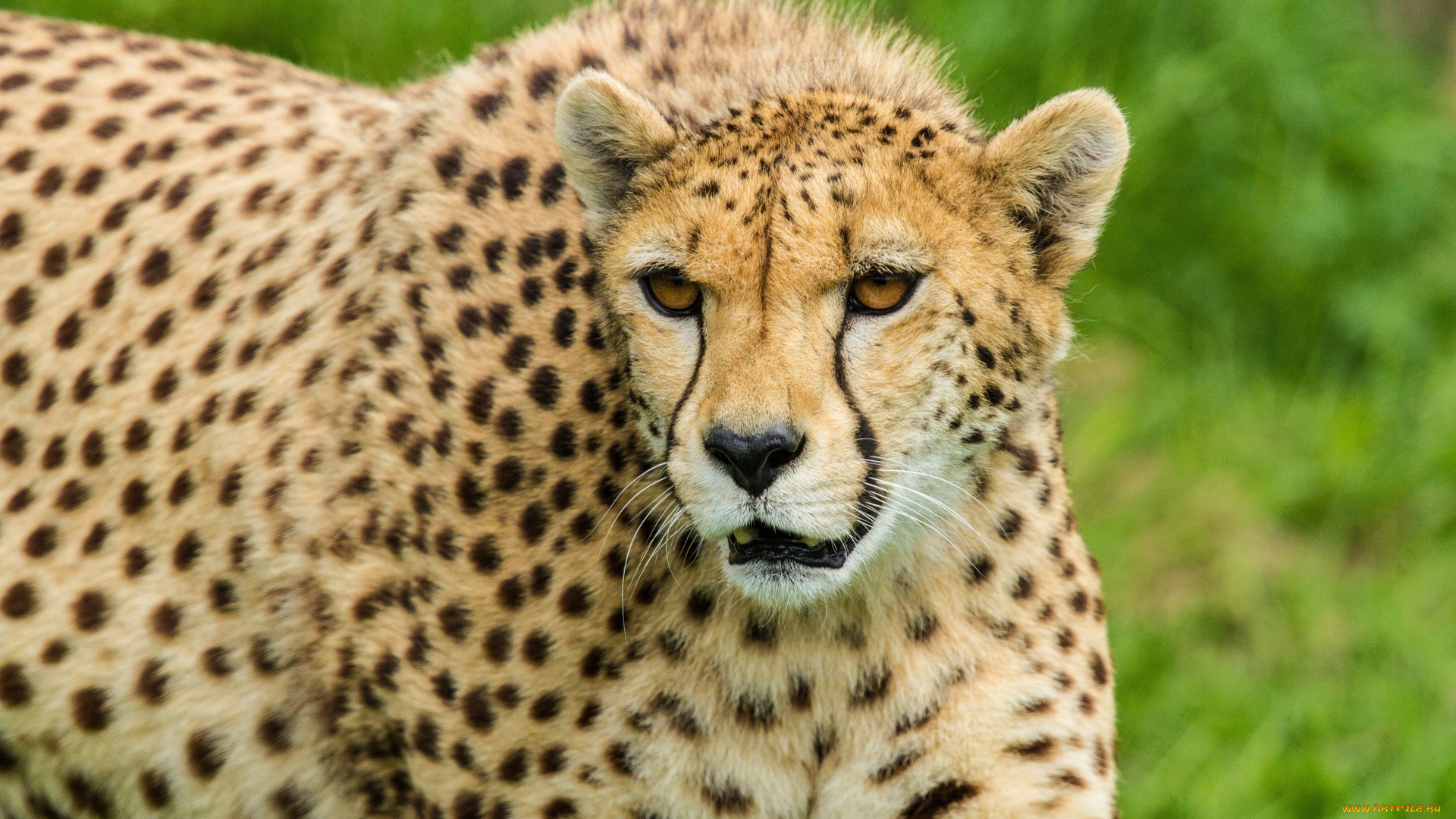 животные, гепарды, морда, гепард